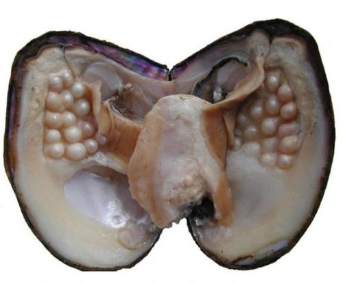 are pearls found in clams